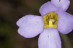 Southern butterwort